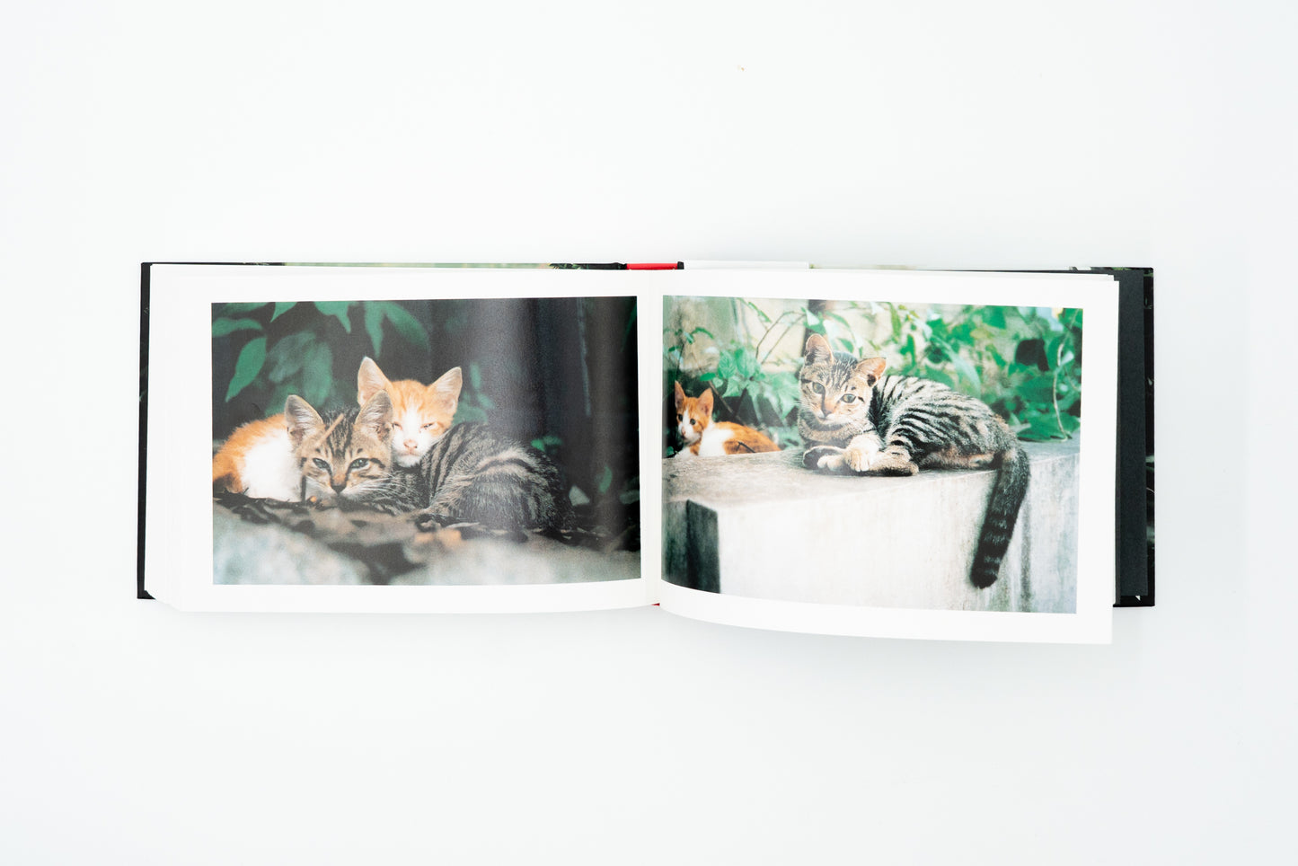Tokyo, la mare-chat|Tatsuyuki Yokokawa (Papa-chat Yokokawa)